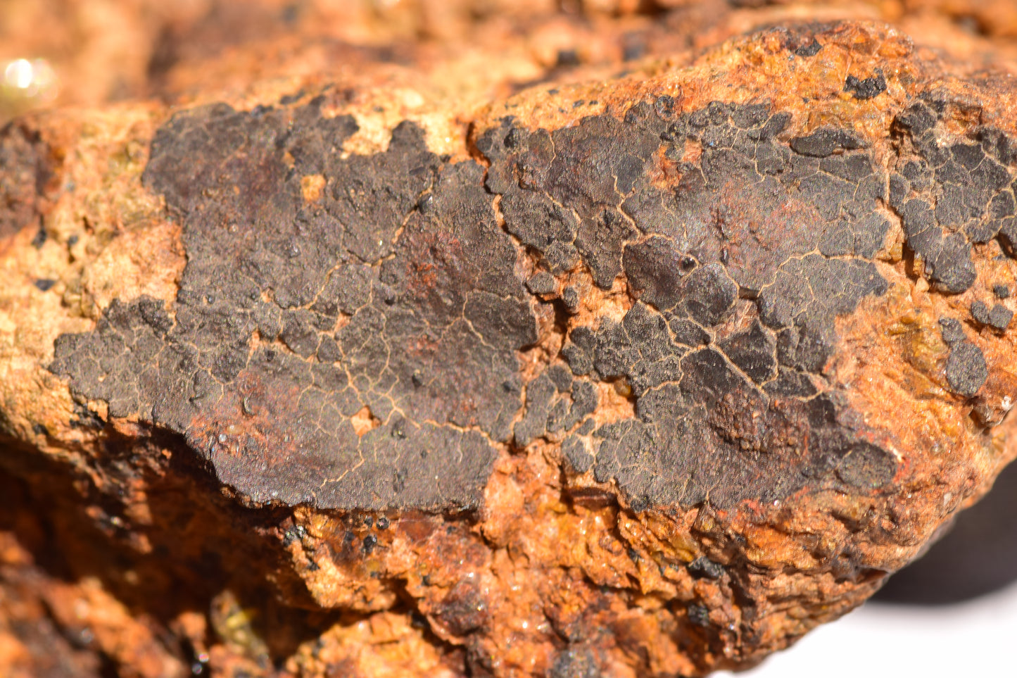 Meteorite for Sale : Diogenite NWA 13692
