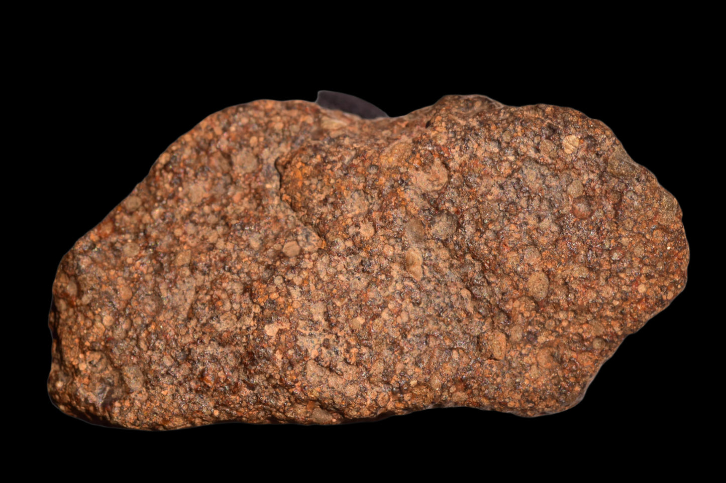 METEORITE FOR SALE L3 NWA 12341