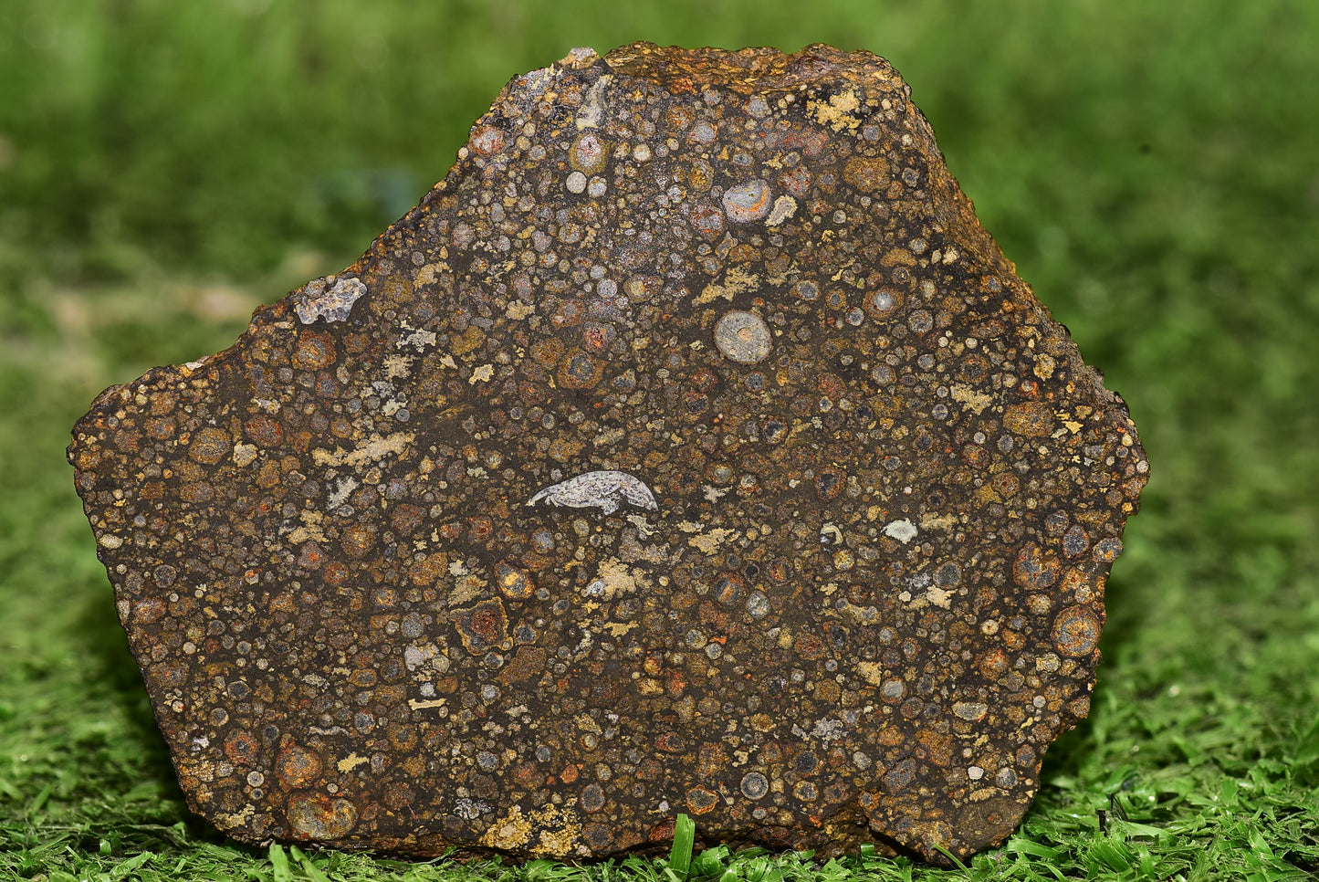 Meteorite Carbonaceous Chondrite CV3 NWA 14004 Slice 51 g - MeteoriteNwa.com