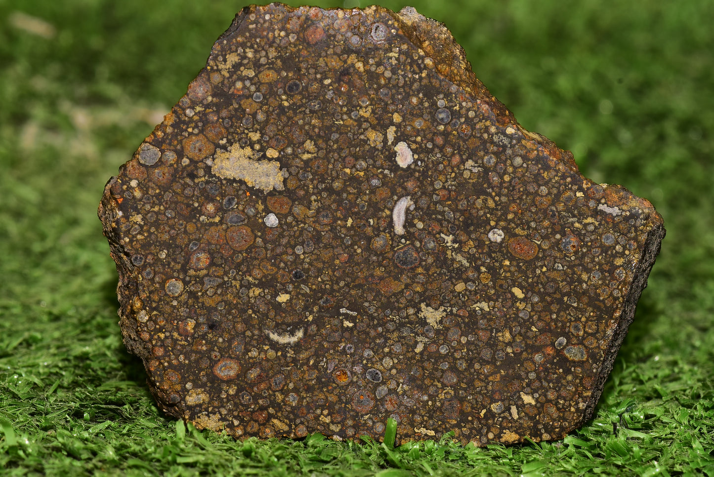 Meteorite Carbonaceous Chondrite CV3 NWA 14004 Slice 51 g - MeteoriteNwa.com