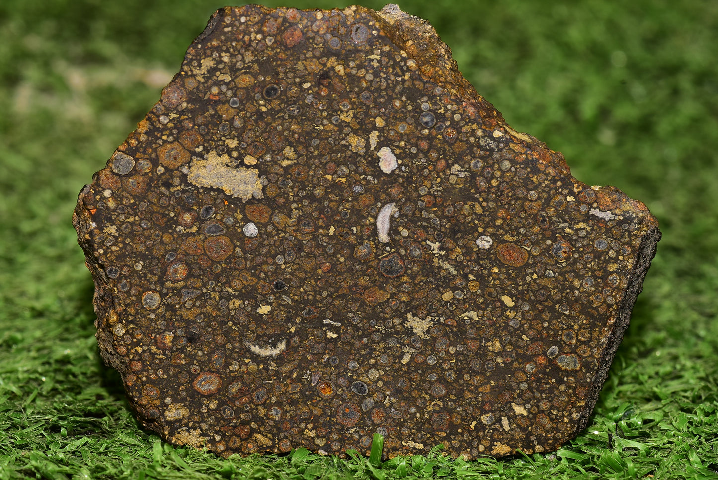 Meteorite Carbonaceous Chondrite CV3 NWA 14004 Slice 51 g - MeteoriteNwa.com