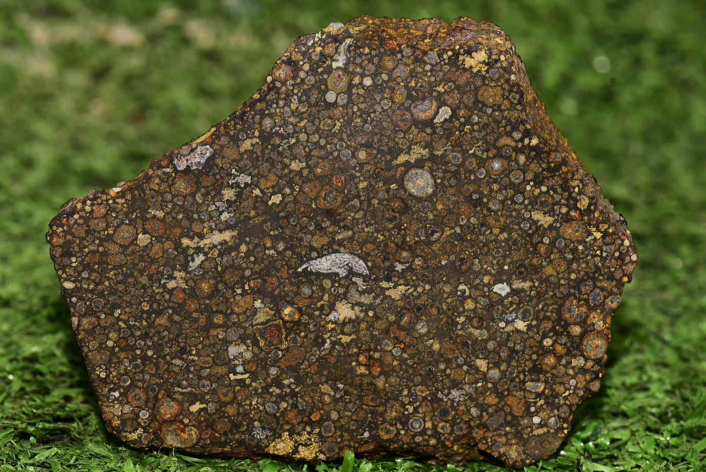 Meteorite Carbonaceous Chondrite CV3 NWA 14004 Slice 51 g - MeteoriteNwa.com