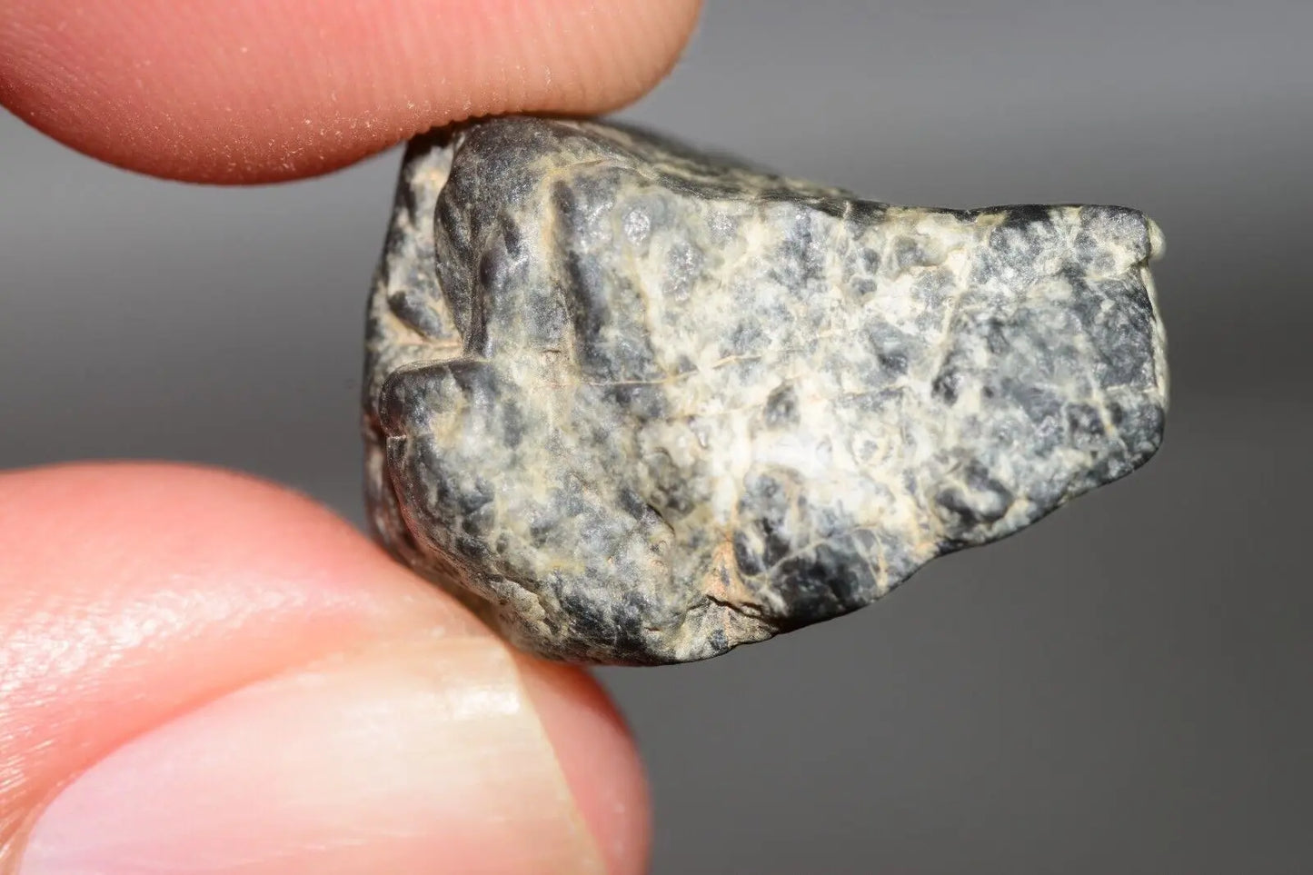 Meteorite Eucrite Melt Breccia HED Achondrite NWA 12342 Fragment 5.22g with COA MeteoriteNwa.com