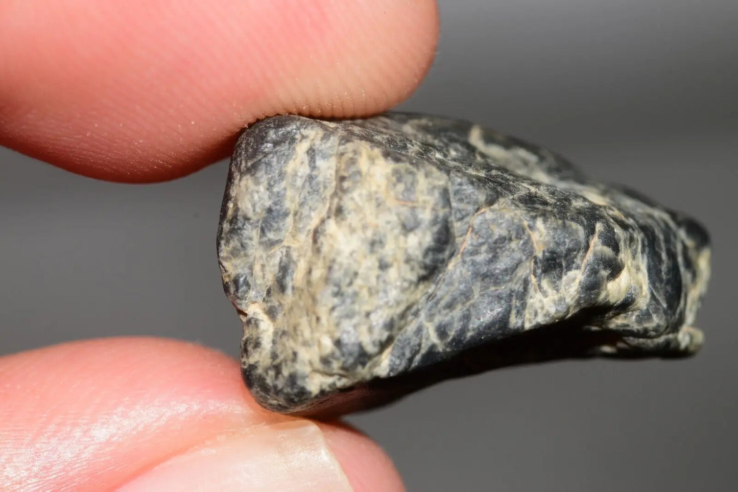 Meteorite Eucrite Melt Breccia HED Achondrite NWA 12342 Fragment 5.22g with COA MeteoriteNwa.com