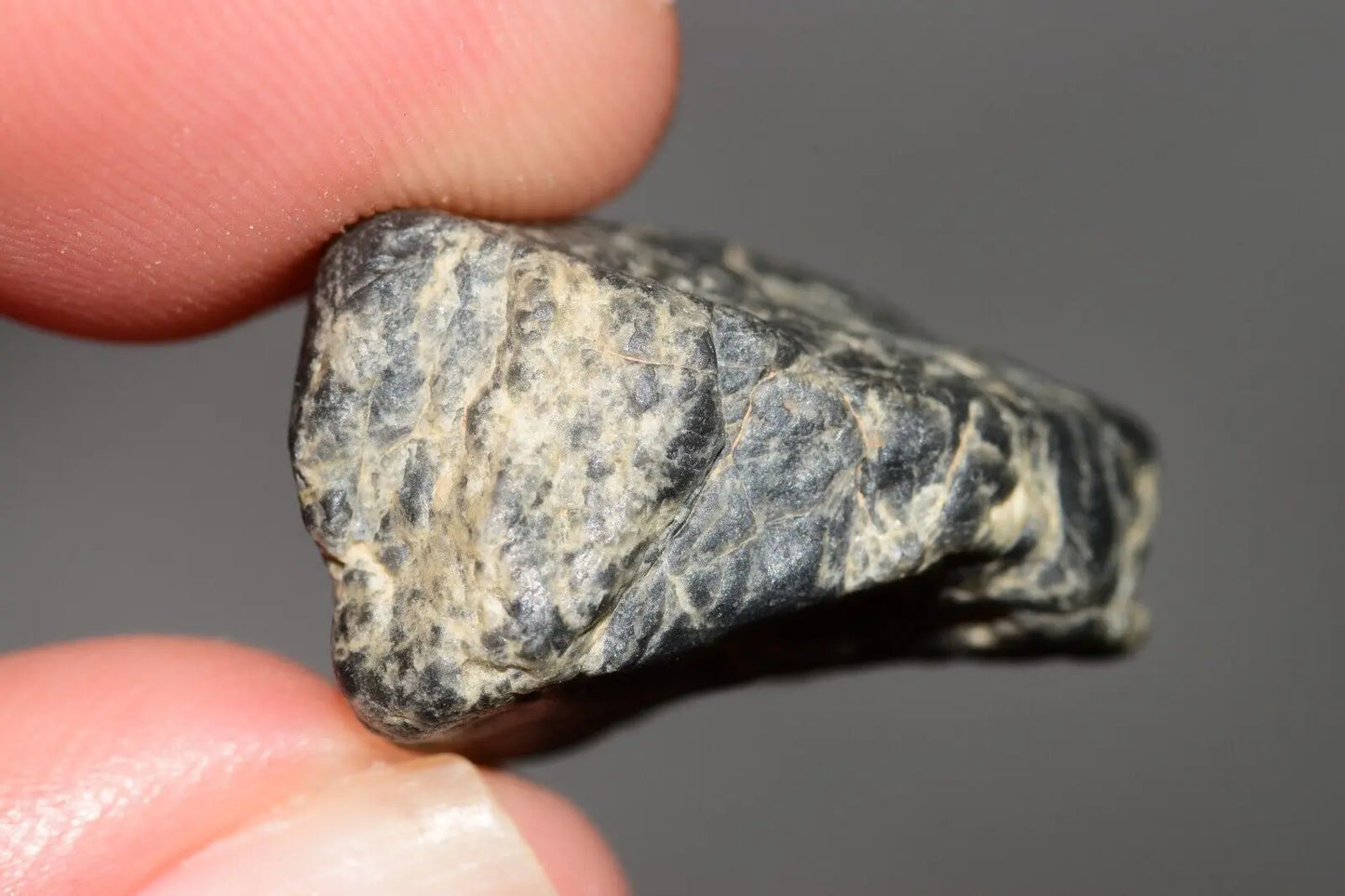 Meteorite Eucrite Melt Breccia HED Achondrite NWA 12342 Fragment 5.22g with COA MeteoriteNwa.com