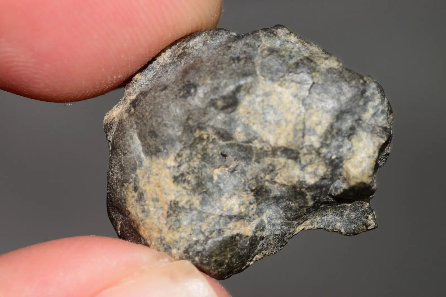 Meteorite Eucrite Melt Breccia HED Achondrite NWA 12342 Fragment 7.59g with COA MeteoriteNwa.com