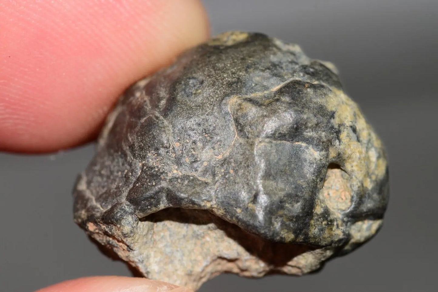 Meteorite Eucrite Melt Breccia HED Achondrite NWA 12342 Fragment 7.59g with COA MeteoriteNwa.com