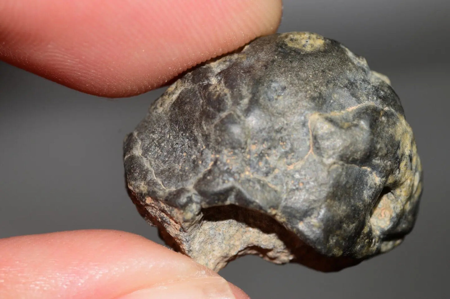 Meteorite Eucrite Melt Breccia HED Achondrite NWA 12342 Fragment 7.59g with COA MeteoriteNwa.com