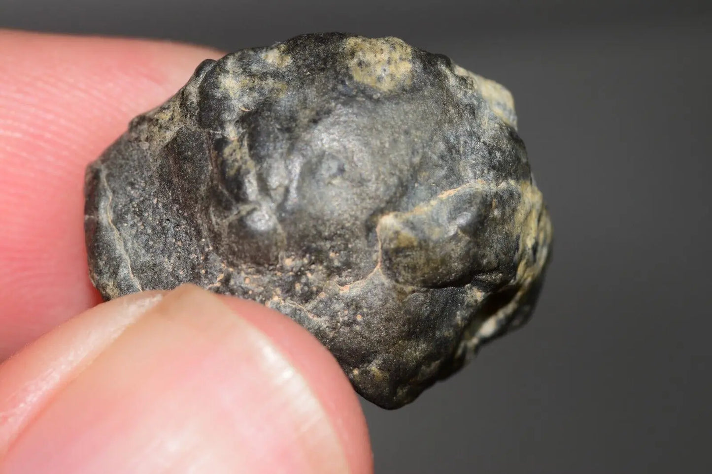 Meteorite Eucrite Melt Breccia HED Achondrite NWA 12342 Fragment 7.59g with COA MeteoriteNwa.com
