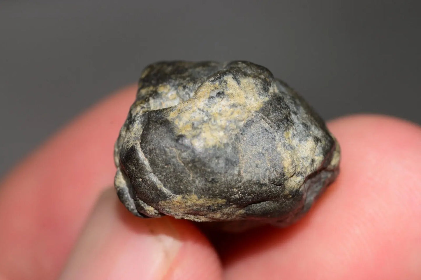 Meteorite Eucrite Melt Breccia HED Achondrite NWA 12342 Fragment 7.59g with COA MeteoriteNwa.com