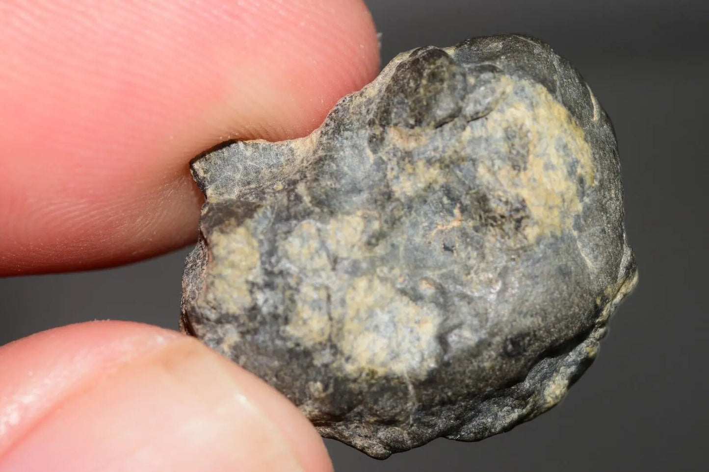 Meteorite Eucrite Melt Breccia HED Achondrite NWA 12342 Fragment 7.59g with COA MeteoriteNwa.com