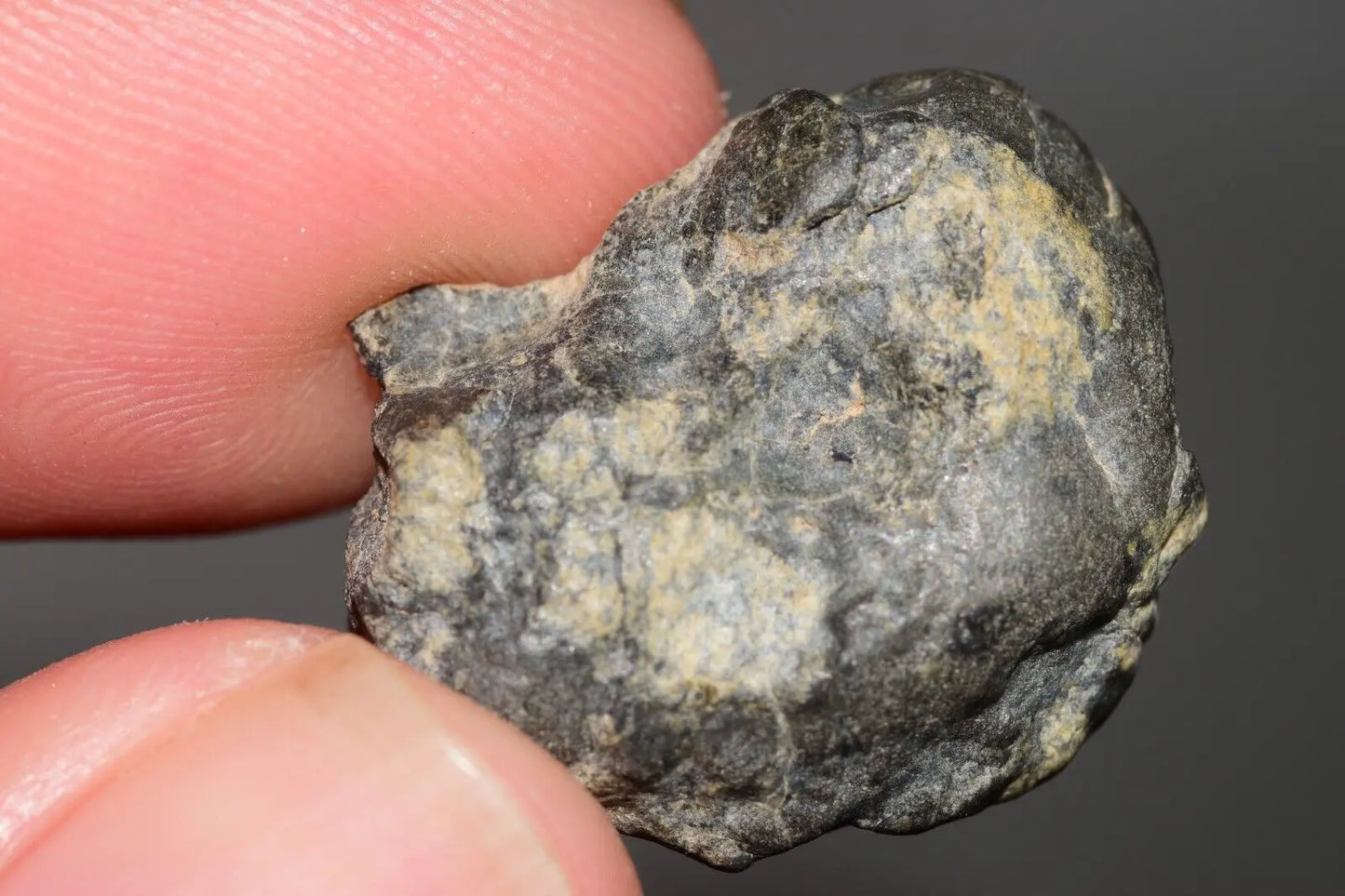 Meteorite Eucrite Melt Breccia HED Achondrite NWA 12342 Fragment 7.59g with COA MeteoriteNwa.com