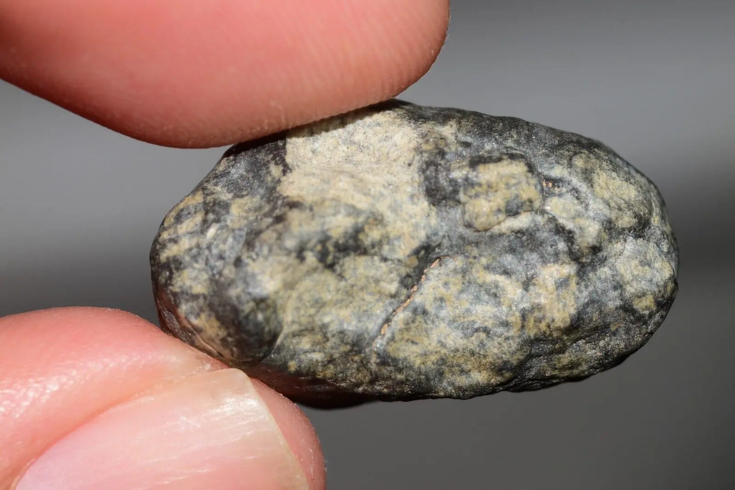 Meteorite Eucrite Melt Breccia HED Achondrite NWA 12342 Fragment 8.20g with COA MeteoriteNwa.com