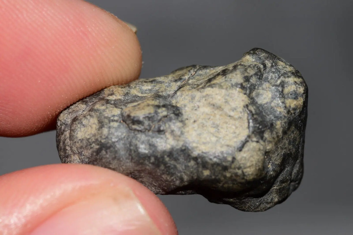 Meteorite Eucrite Melt Breccia HED Achondrite NWA 12342 Fragment 8.20g with COA MeteoriteNwa.com