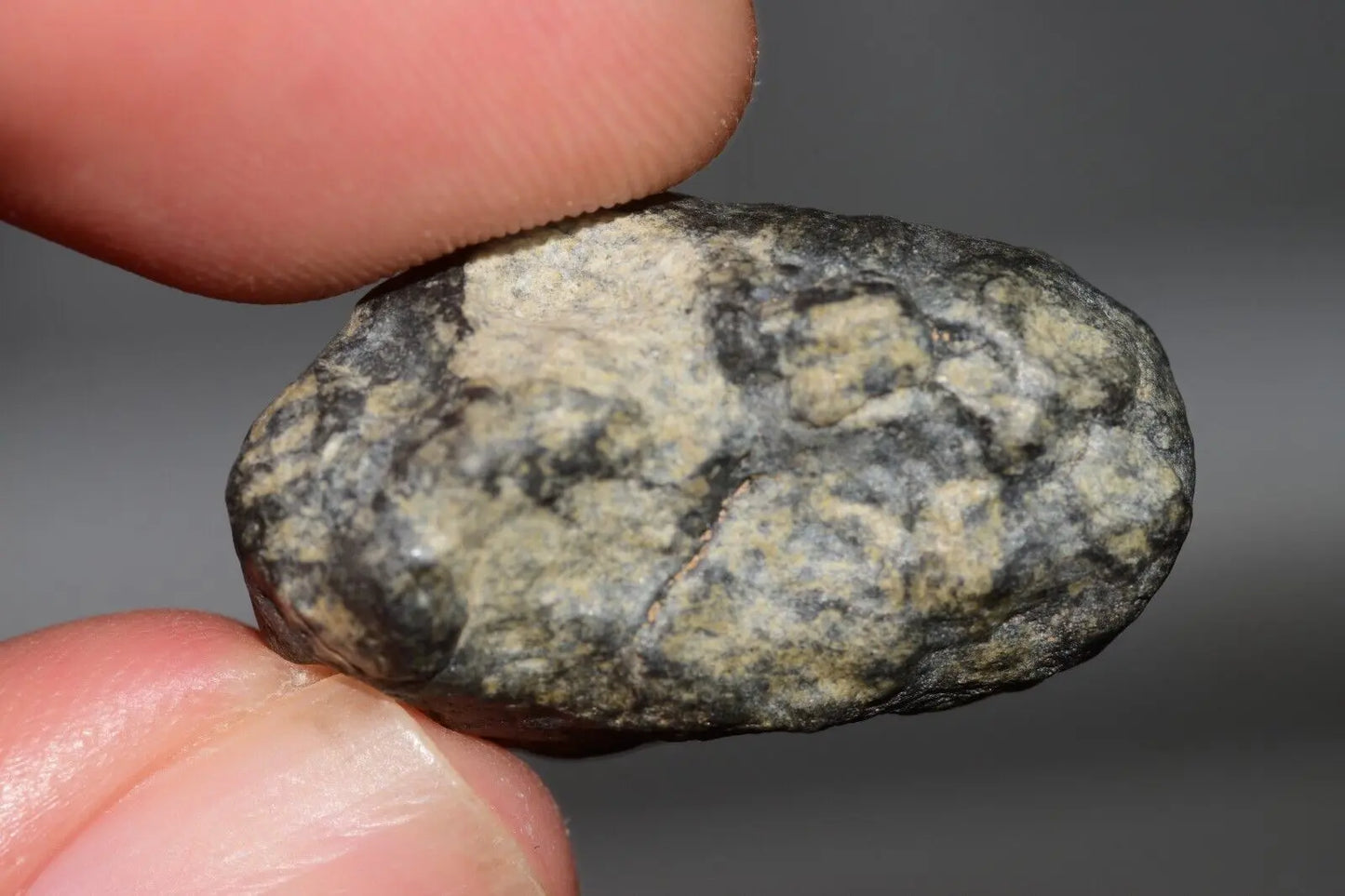 Meteorite Eucrite Melt Breccia HED Achondrite NWA 12342 Fragment 8.20g with COA MeteoriteNwa.com
