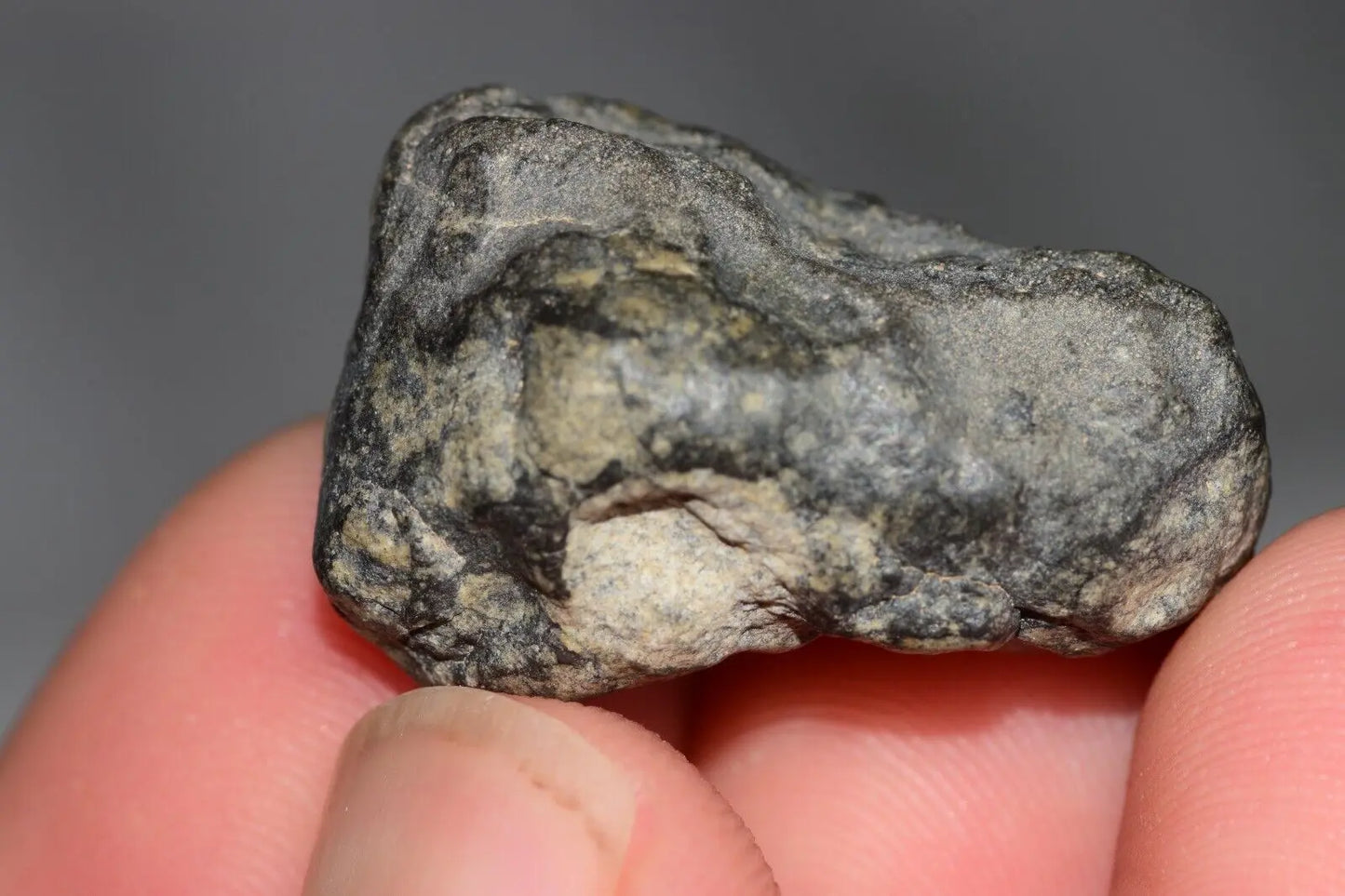 Meteorite Eucrite Melt Breccia HED Achondrite NWA 12342 Fragment 8.20g with COA MeteoriteNwa.com