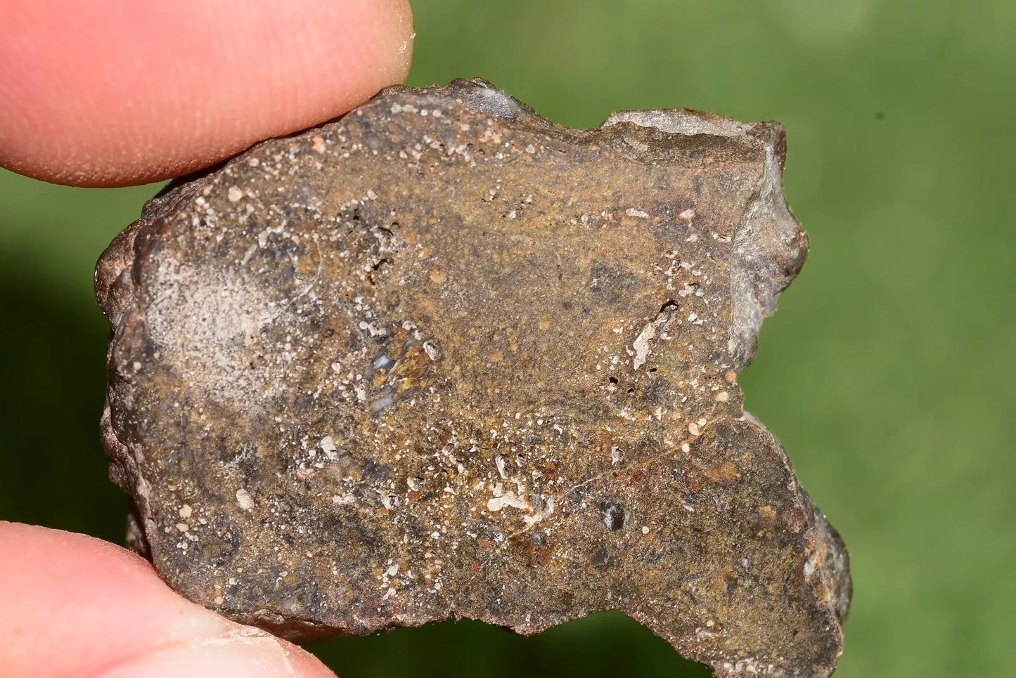 Meteorite NWA 12344 Slice HED achondrite Eucrite, polymict SLICE 4.9 GRAMS - MeteoriteNwa.com