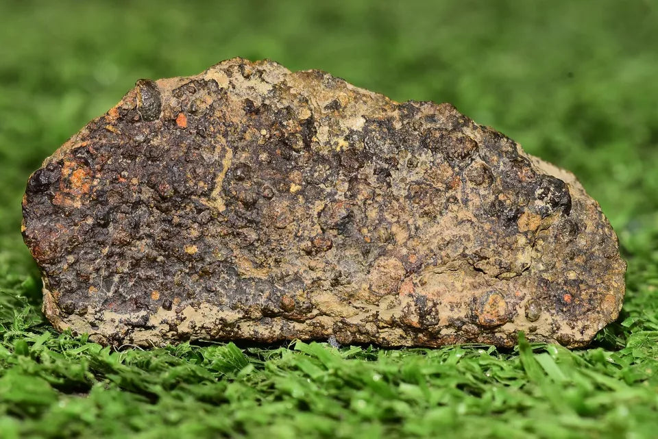 Meteorite CV3 Carbonaceous Chondrite NWA 14004 Endcut 12.85 G - MeteoriteNwa.com