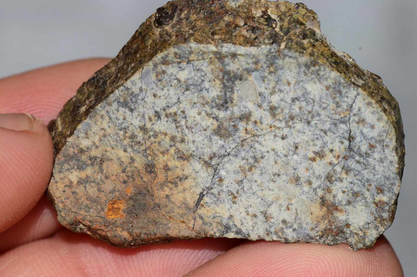 Meteorite Chondrite LL6 NWA 14225 Slice 15.9G with black shock melt veins. W COA - MeteoriteNwa.com