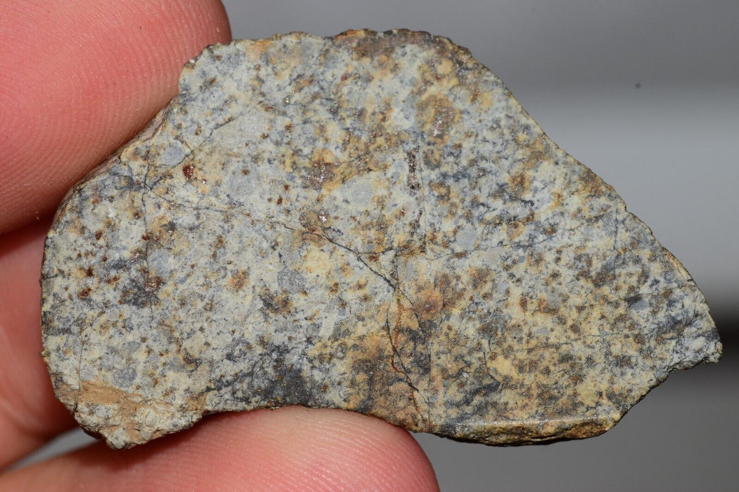 Meteorite Chondrite LL6 NWA 14225 Slice 15.9G with black shock melt veins. W COA - MeteoriteNwa.com