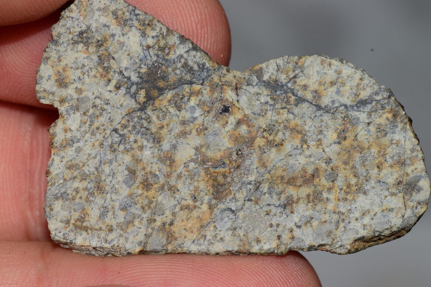 Meteorite Chondrite LL6 NWA 14225 Slice 9.06G with black shock melt veins. W COA - MeteoriteNwa.com