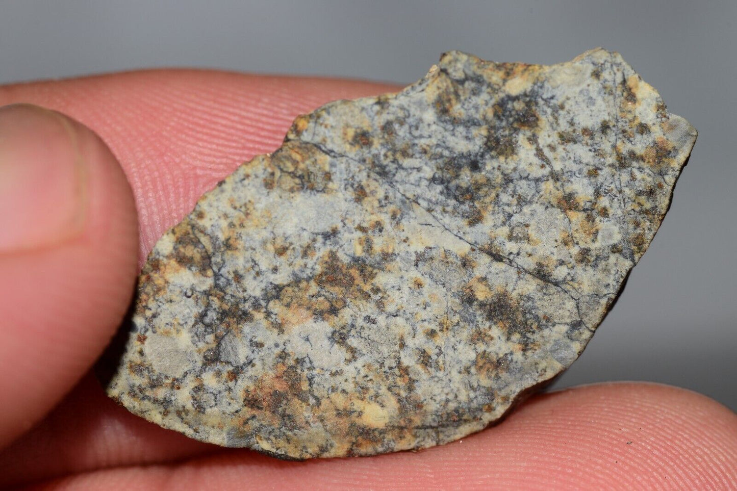 Meteorite Chondrite LL6 NWA 14225 Slice 3.32G with black shock melt veins. W COA - MeteoriteNwa.com