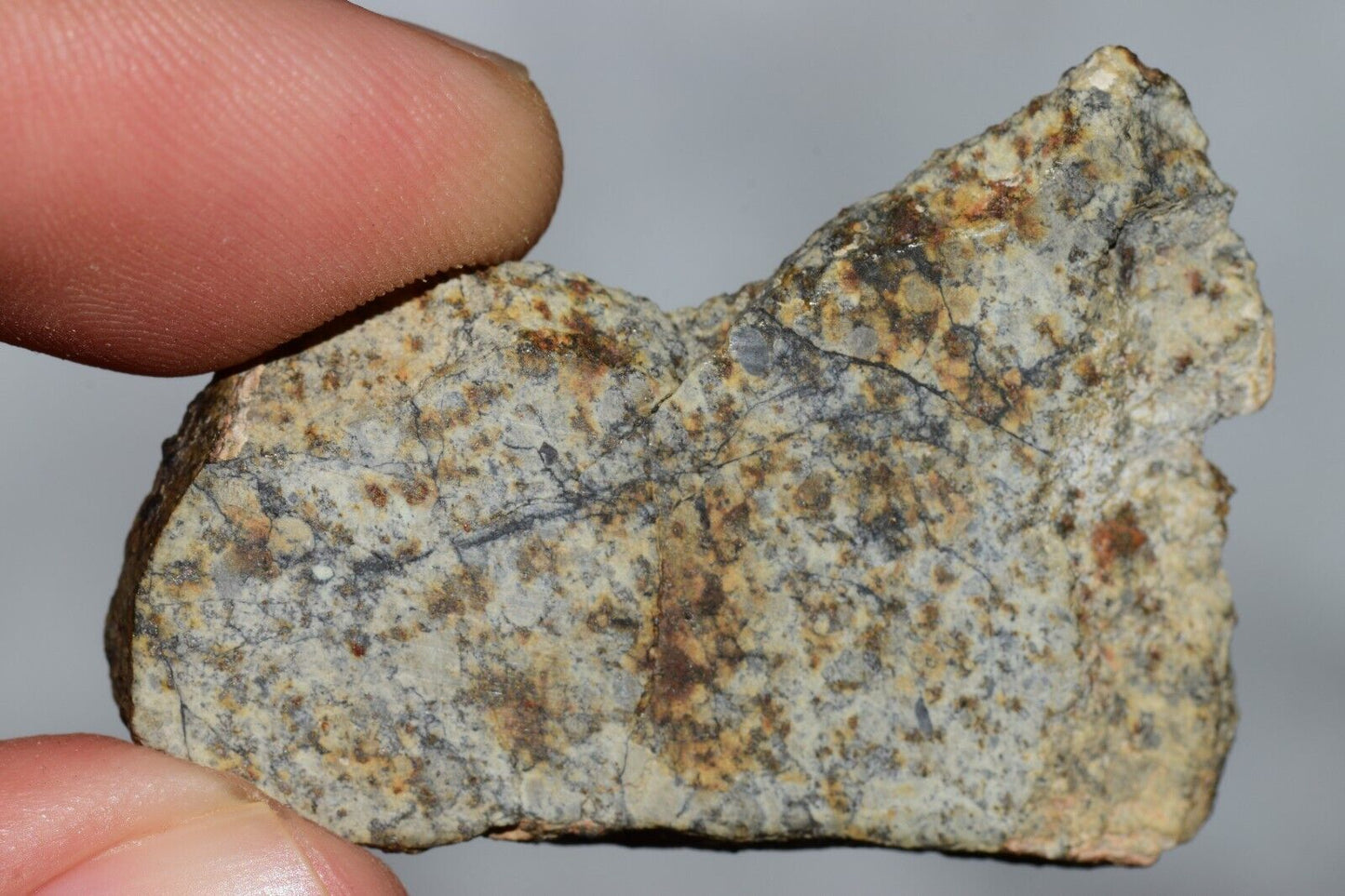Meteorite Chondrite LL6 NWA 14225 Slice 9.06G with black shock melt veins. W COA - MeteoriteNwa.com