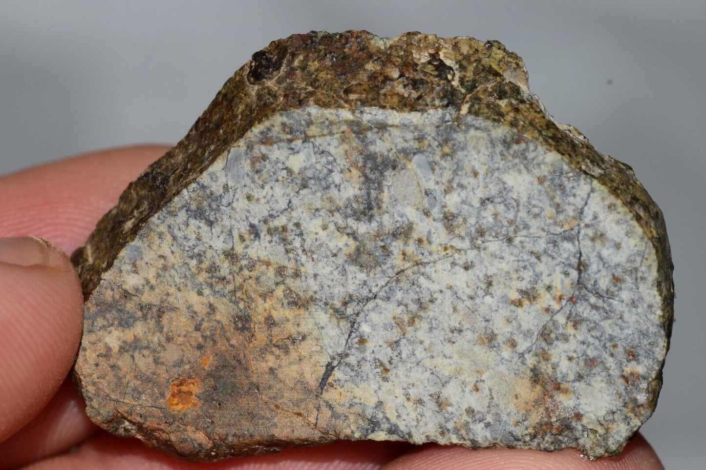 Meteorite Chondrite LL6 NWA 14225 Slice 15.9G with black shock melt veins. W COA - MeteoriteNwa.com