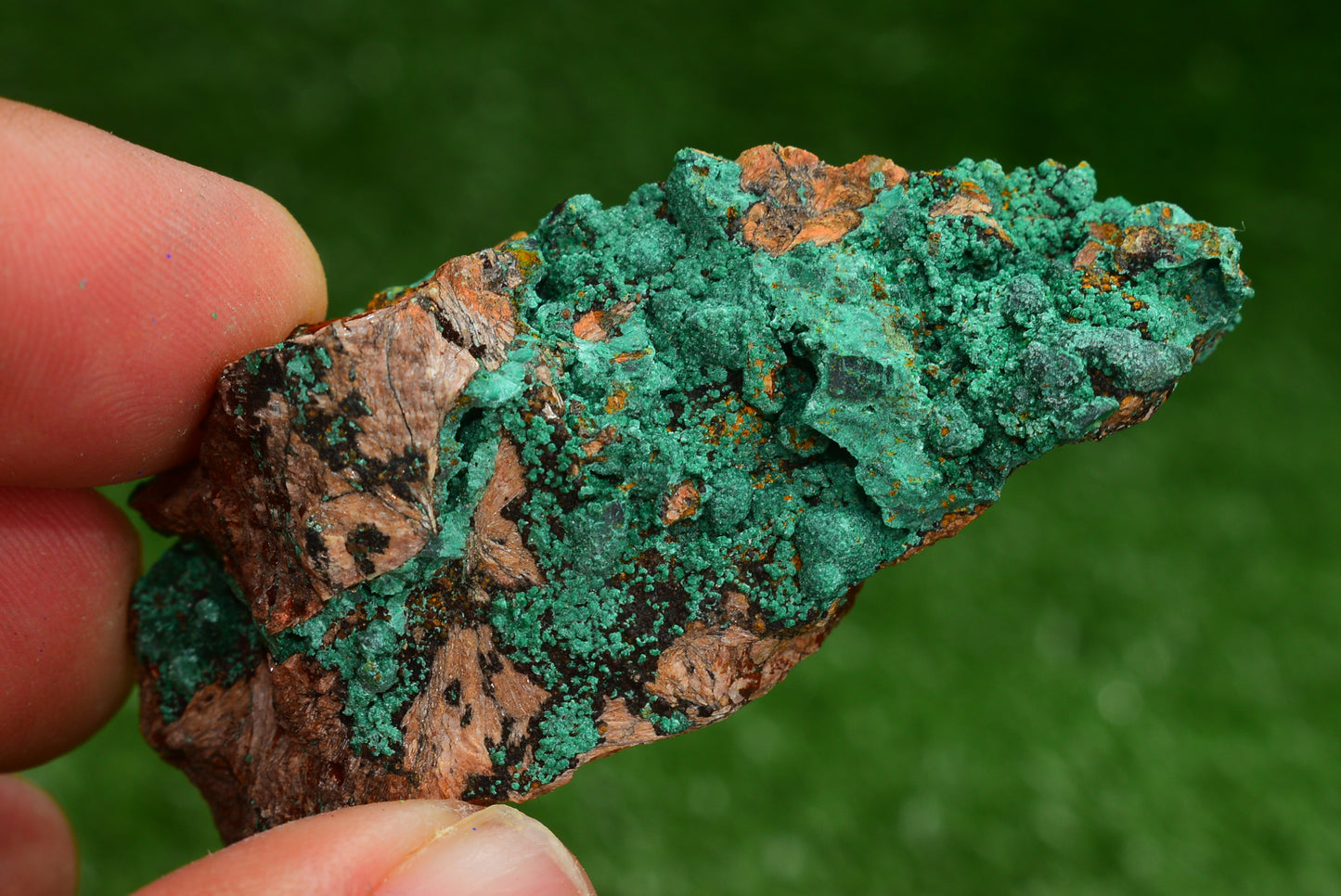 Azurite over Malachite Crystal from Morocco - Freeform Cluster Shape, Natural and Genuine - MeteoriteNwa.com