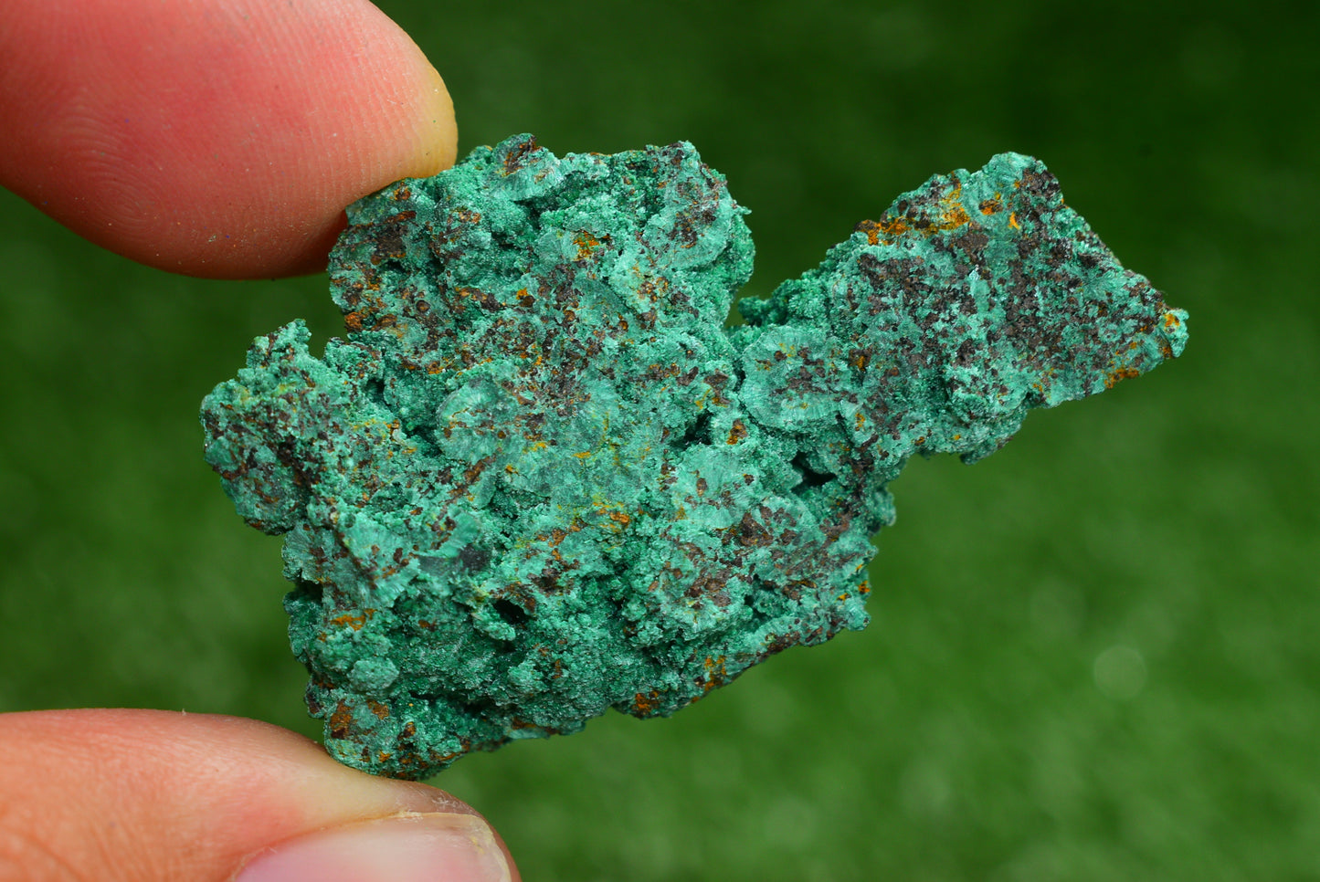 Azurite over Malachite Crystal from Morocco - Freeform Cluster Shape, Natural and Genuine - MeteoriteNwa.com