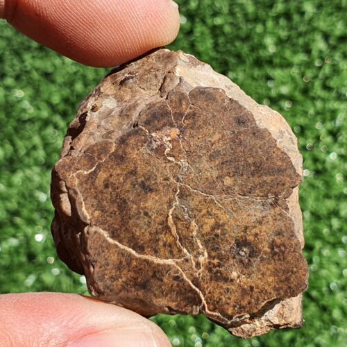 Meteorite Chondrite LL7 NWA 15408 Main Mass 60.6G Brownish rock - MeteoriteNwa.com
