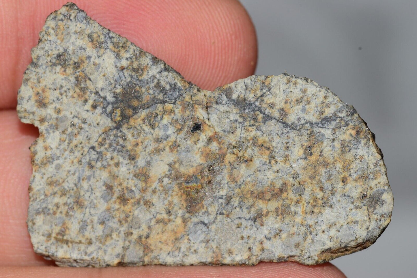 Meteorite Chondrite LL6 NWA 14225 Slice 9.06G with black shock melt veins. W COA - MeteoriteNwa.com