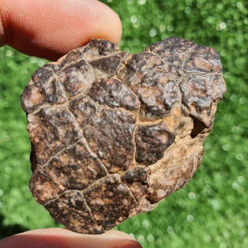 Meteorite Chondrite LL7 NWA 15408 Main Mass 60.6G Brownish rock - MeteoriteNwa.com