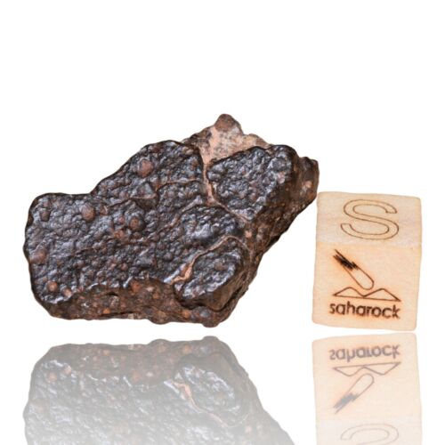 Meteorite CR2 Carbonaceous chondrite Rare NWA 14870 Wonderful 9.03 G Fragment! - MeteoriteNwa.com