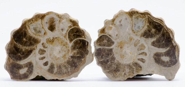 Fossils - Saharock.com