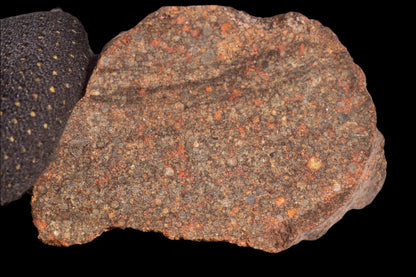 METEORITE FOR SALE L3 NWA 12341