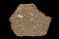 Meteorite CV3 Carbonaceous Chondrite NWA 14004 SLICE 51 G