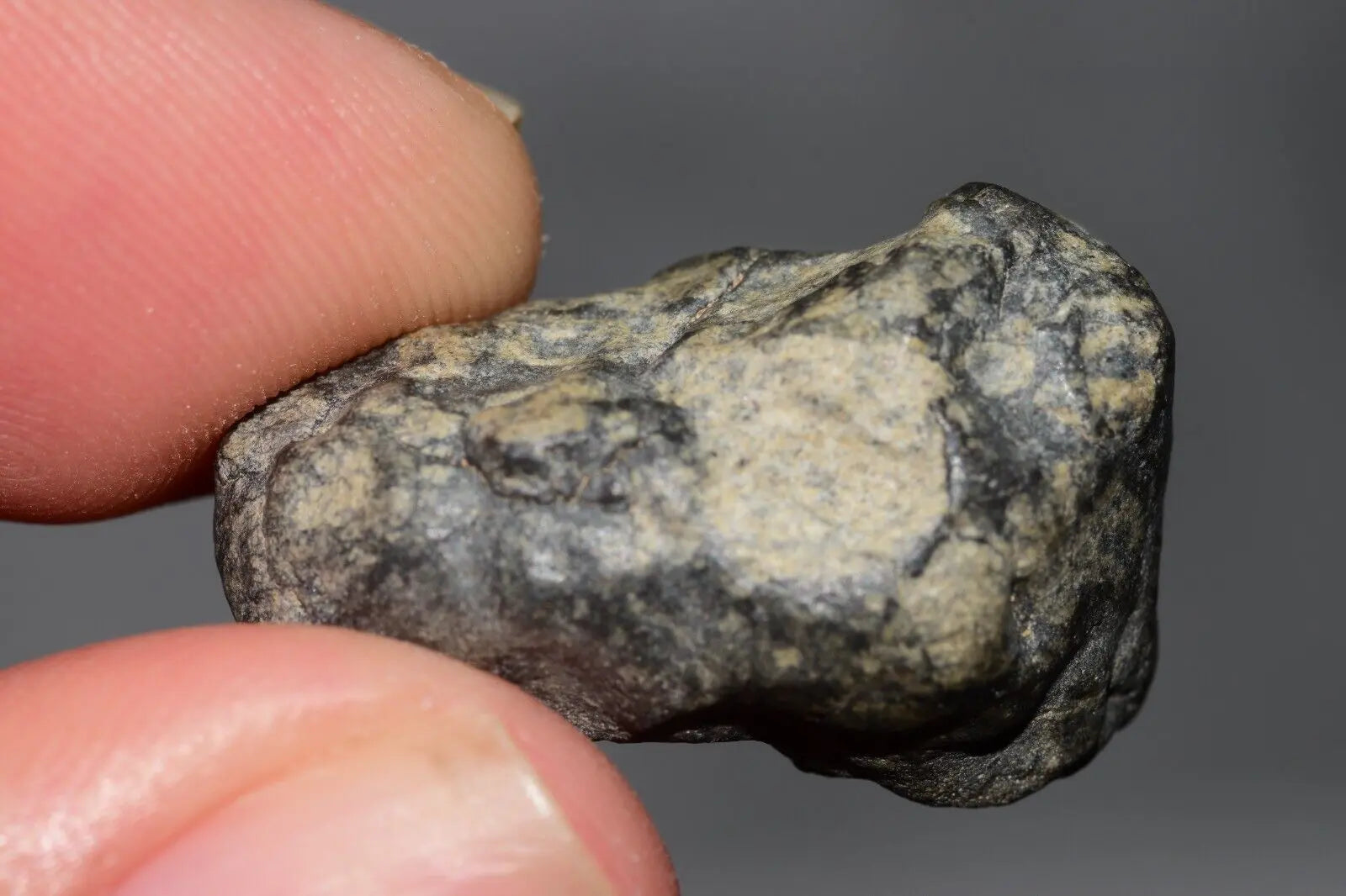 Meteorite Eucrite Melt Breccia HED Achondrite NWA 12342 Fragment 8.20g with COA  MeteoriteNwa.com