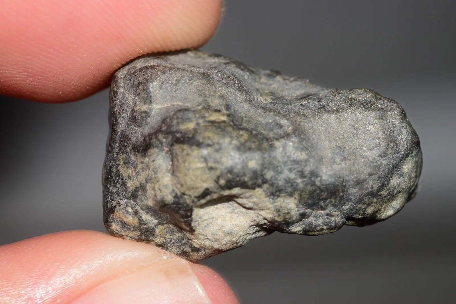 Meteorite Eucrite Melt Breccia HED Achondrite NWA 12342 Fragment 8.20g with COA  MeteoriteNwa.com