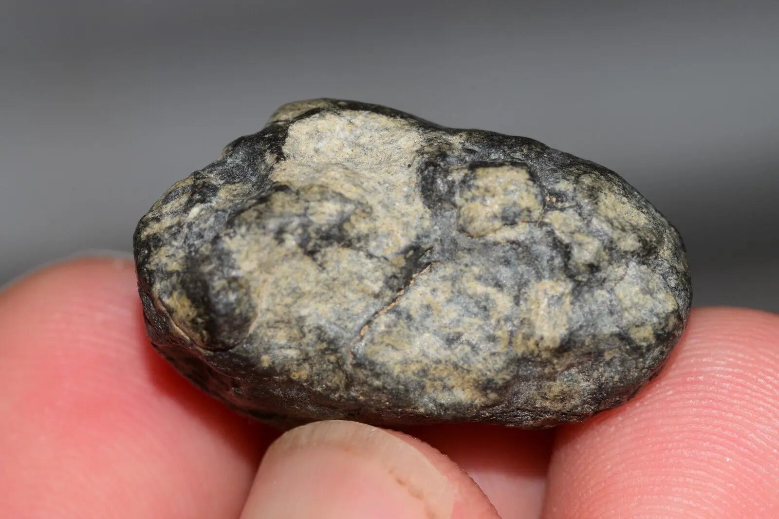 Meteorite Eucrite Melt Breccia HED Achondrite NWA 12342 Fragment 8.20g with COA  MeteoriteNwa.com