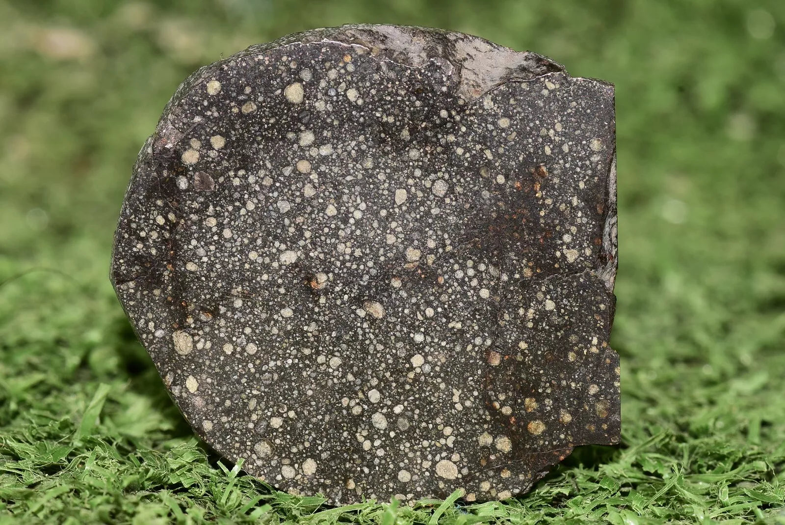 Meteorite Chondrite NWA 12858 RUMURUTI R3 15.73 G SLICE - MeteoriteNwa.com