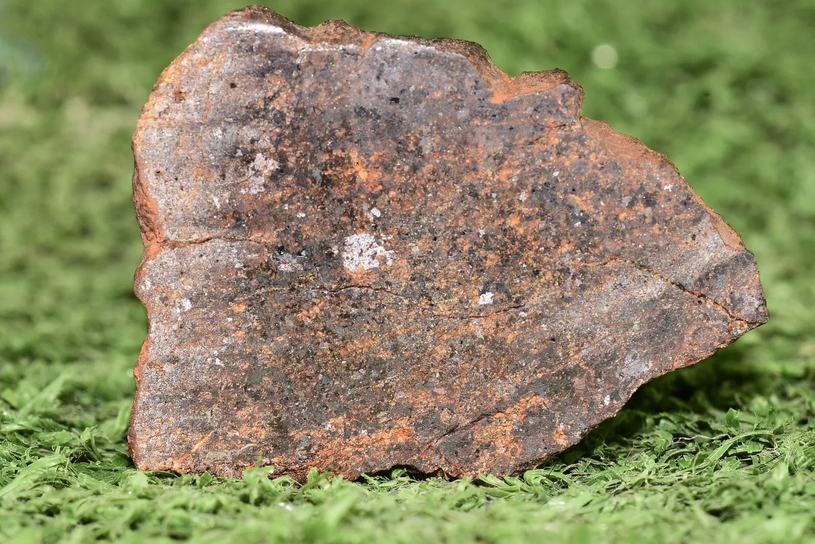 RARE CLASS Meteorite chondrite H7 NWA 14234 Slice 16.67 grams - MeteoriteNwa.com