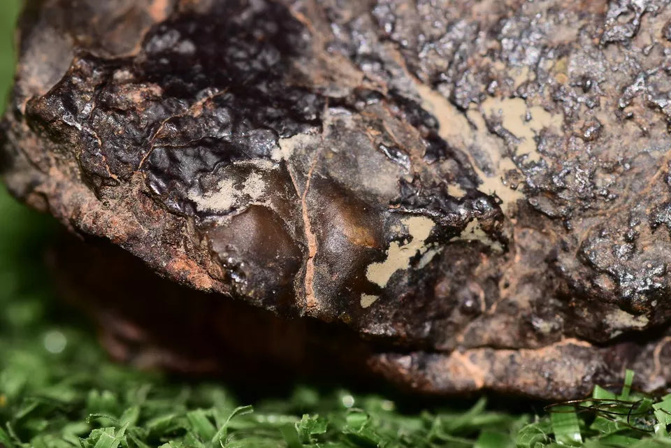 Meteorite Mesosiderite stony Iron NWA 14867 Endcut 30.7 g - MeteoriteNwa.com