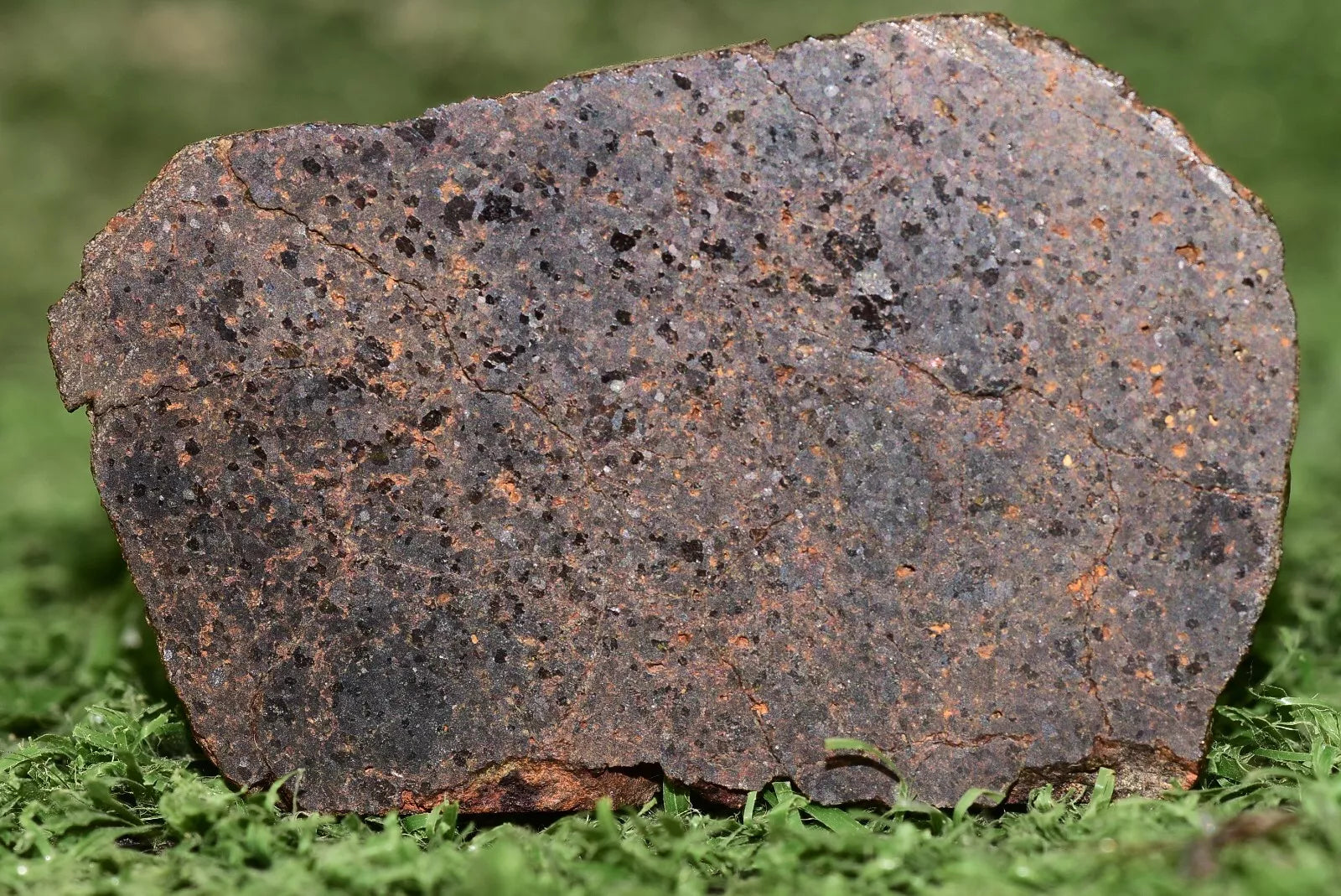 ULTRA RARE Meteorite Brachinite Achondrite NWA 11756 Slice 12.3 g - MeteoriteNwa.com