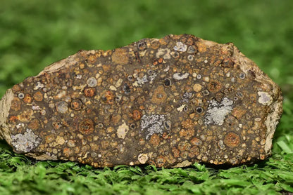 Meteorite CV3 Carbonaceous Chondrite NWA 14004 Endcut 12.85 G - MeteoriteNwa.com