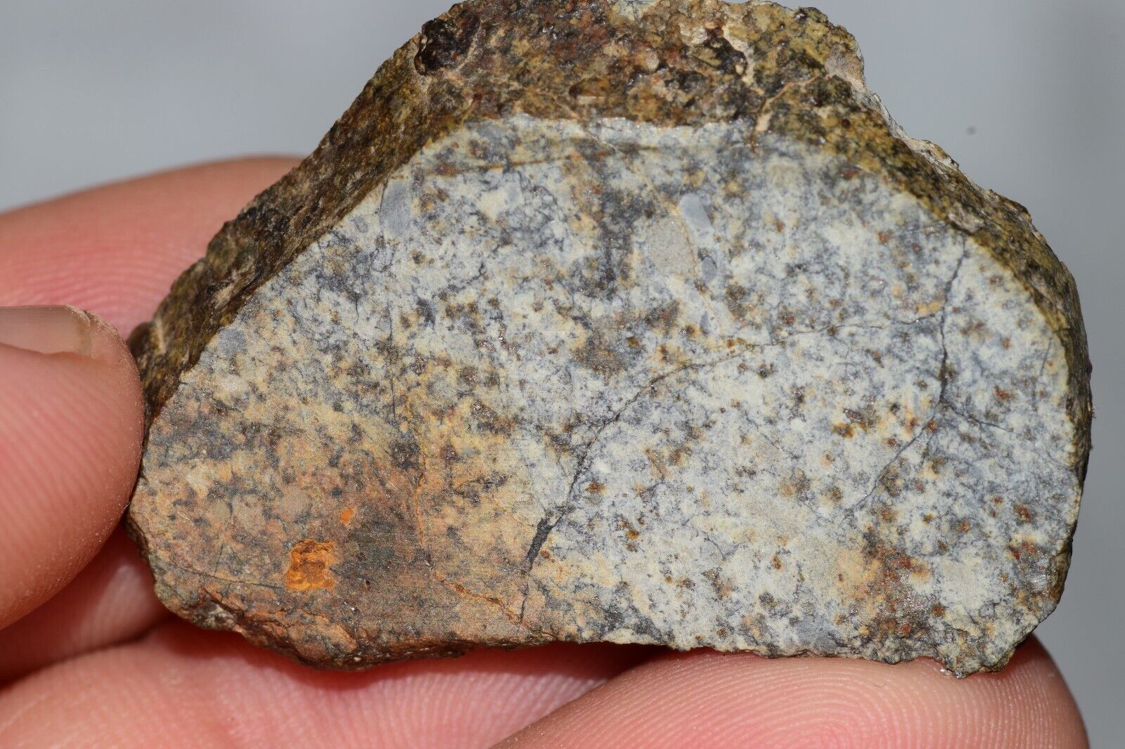 Meteorite Chondrite LL6 NWA 14225 Slice 15.9G with black shock melt veins. W COA - MeteoriteNwa.com
