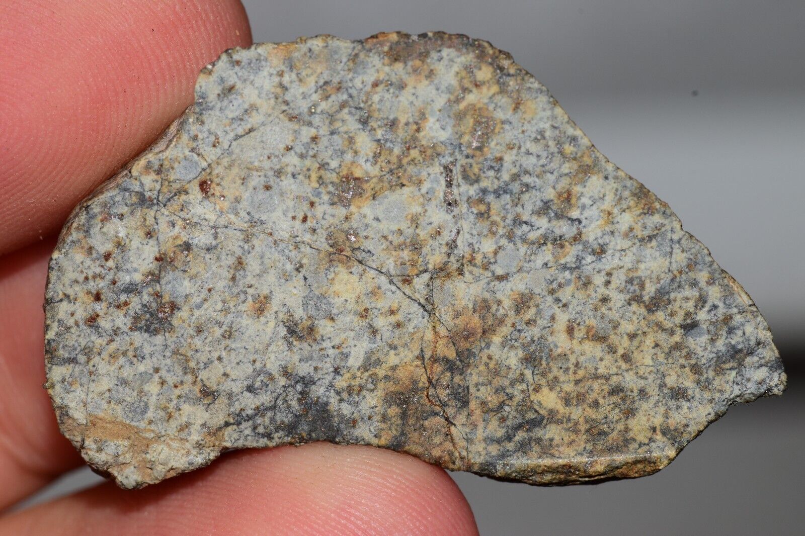 Meteorite Chondrite LL6 NWA 14225 Slice 15.9G with black shock melt veins. W COA - MeteoriteNwa.com