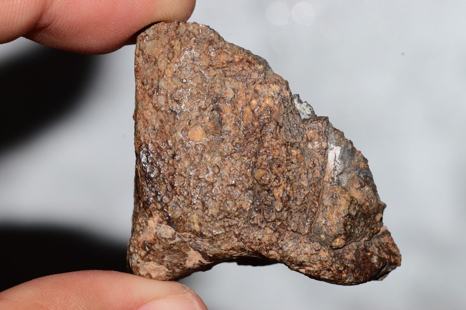 Meteorite Chondrite LL3 NWA 14224 Endcut 43.4G W fine-grained dark gray matrix - MeteoriteNwa.com