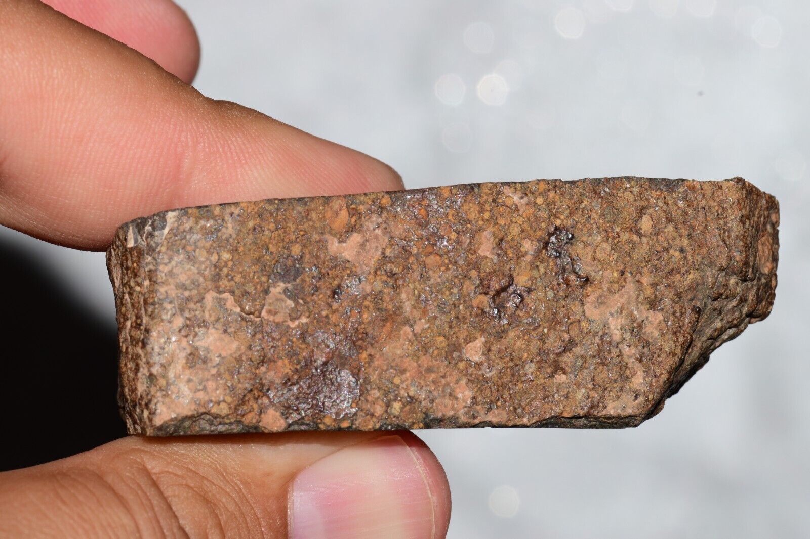 Meteorite Chondrite LL3 NWA 14224 Slice 89.2G with fine-grained dark gray matrix - MeteoriteNwa.com